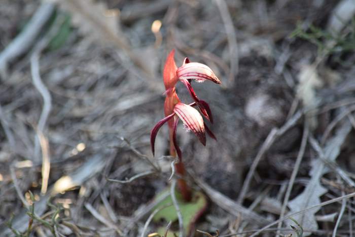 Pyrorchis  - Red beaked orchid-DSC_6950.JPG